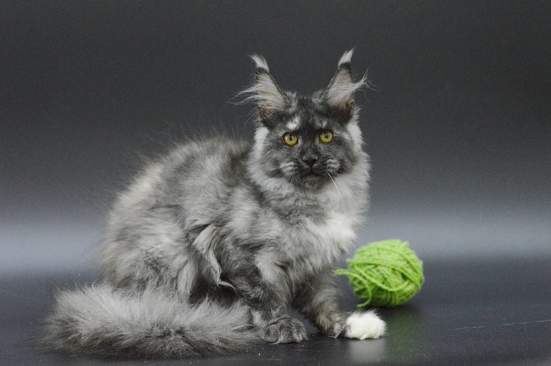 Eva Akbars - Kitten maine-coon 3 months 4 weeks