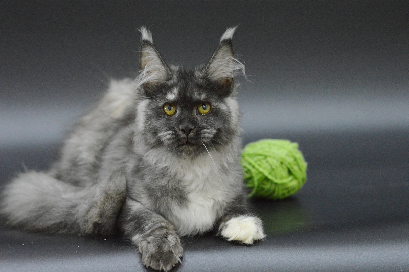 Eva Akbars - Kitten maine-coon 3 months 4 weeks