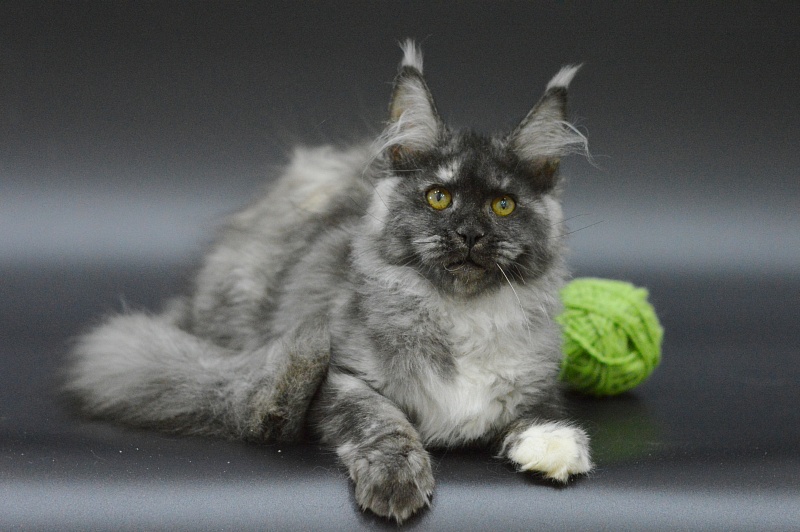 Eva Akbars - Kitten maine-coon 3 months 4 weeks