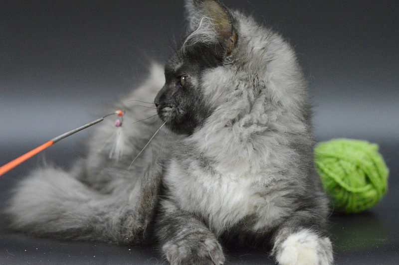 Eva Akbars - Kitten maine-coon 3 months 4 weeks