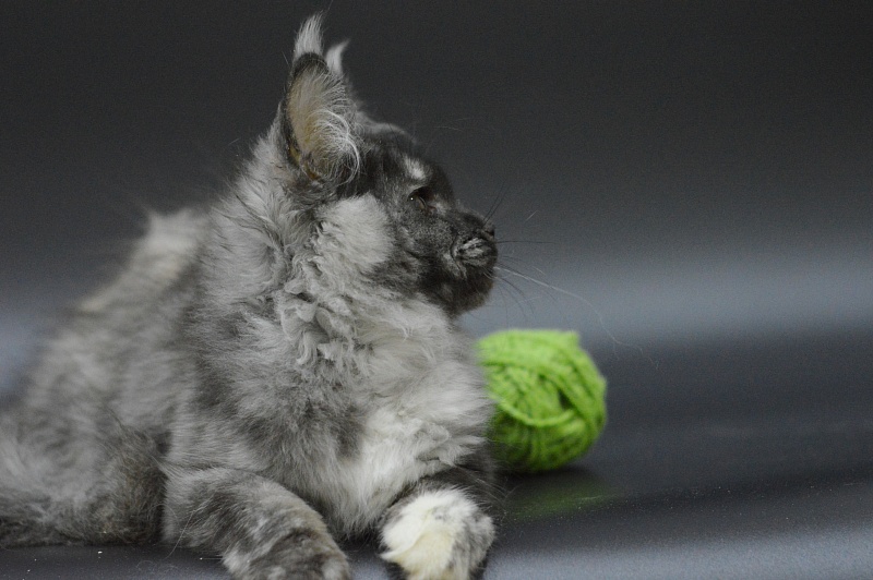 Eva Akbars - Kitten maine-coon 3 months 4 weeks