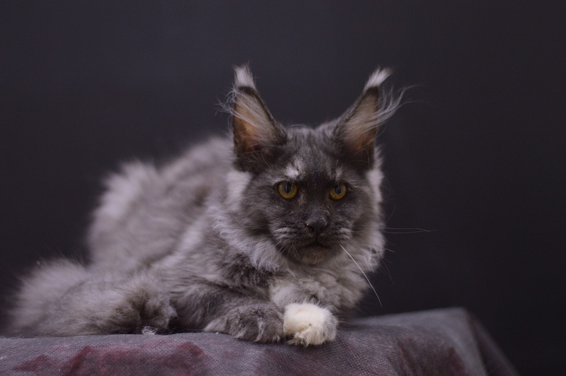 Eva Akbars - Kitten maine-coon 4 months 1 week