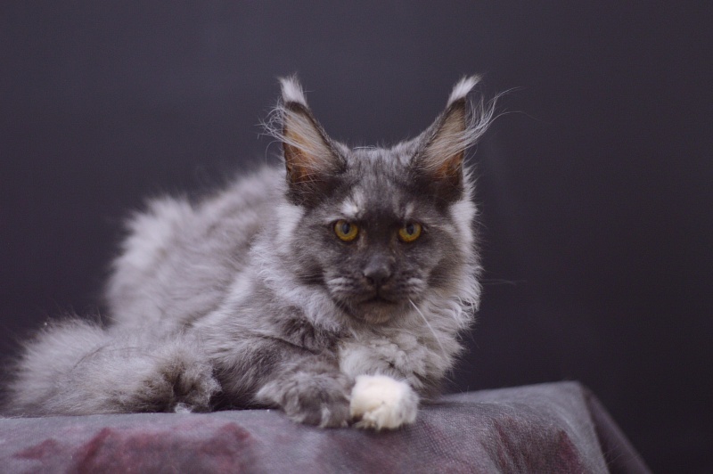 Eva Akbars - Kitten maine-coon 4 months 1 week