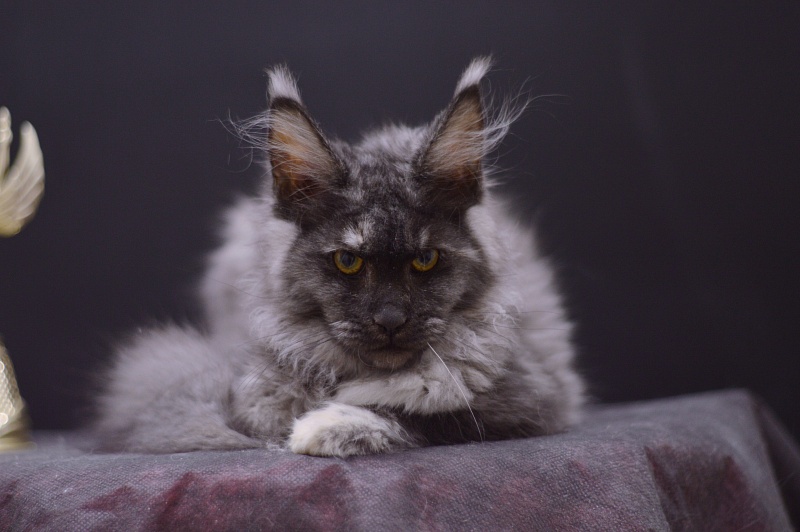 Eva Akbars - Kitten maine-coon 4 months 1 week