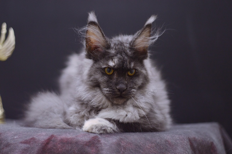 Eva Akbars - Kitten maine-coon 4 months 1 week