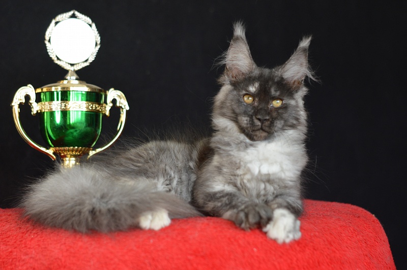 Eva Akbars - Kitten maine-coon 3 months 0.5 weeks