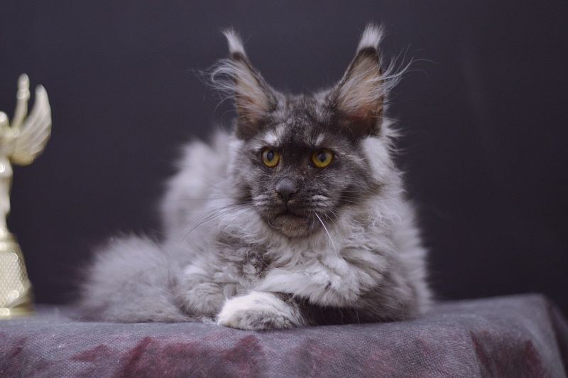 Eva Akbars - Kitten maine-coon 4 months 1 week