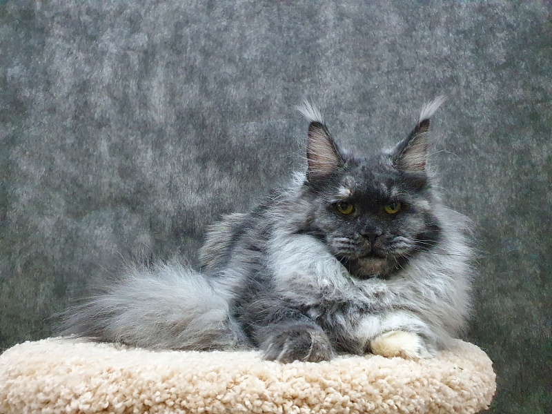 Eva Akbars - Junior maine-coon 8 months 3 weeks