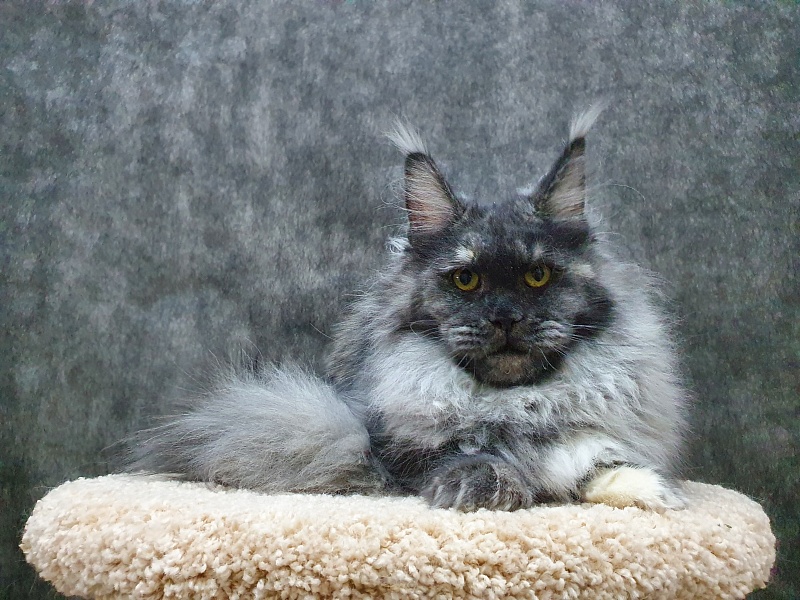Eva Akbars - Junior maine-coon 8 months 3 weeks