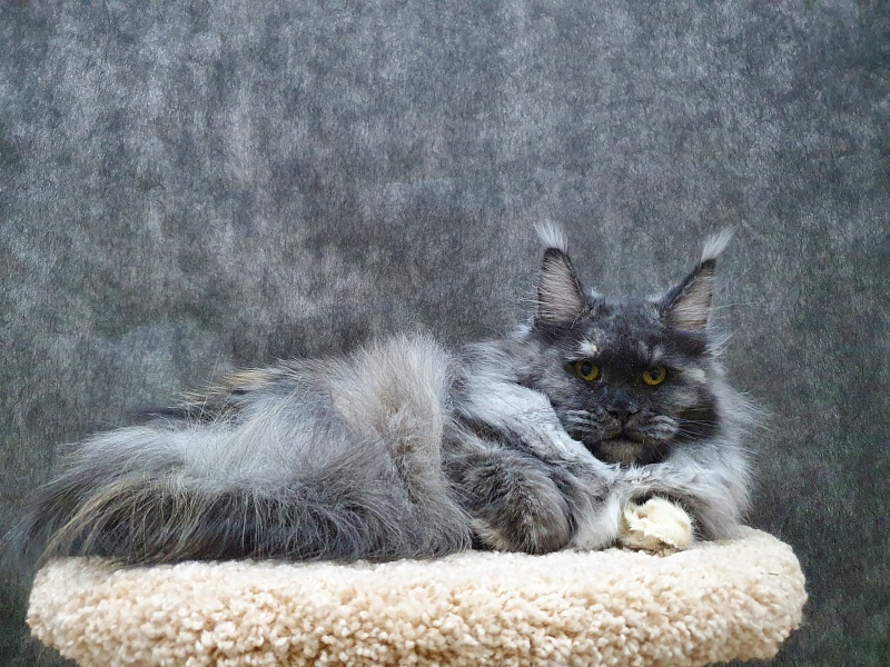 Eva Akbars - Junior maine-coon 8 months 3 weeks