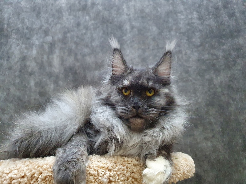 Eva Akbars - Junior maine-coon 8 months 3 weeks