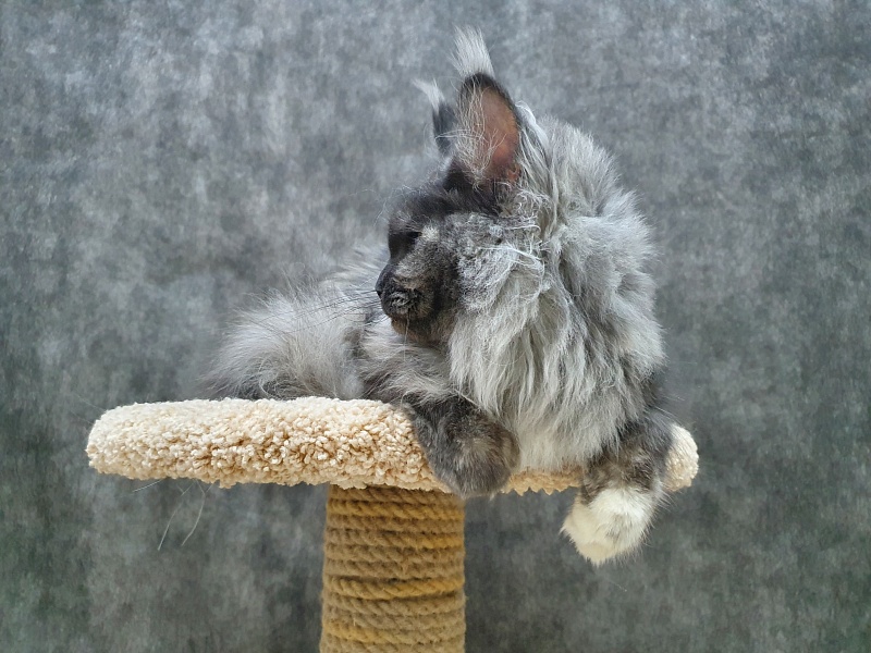 Eva Akbars - Junior maine-coon 8 months 3 weeks