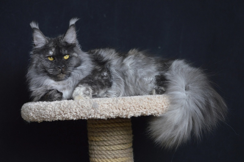 Eva Akbars - Adult maine-coon 11 months 3.5 weeks