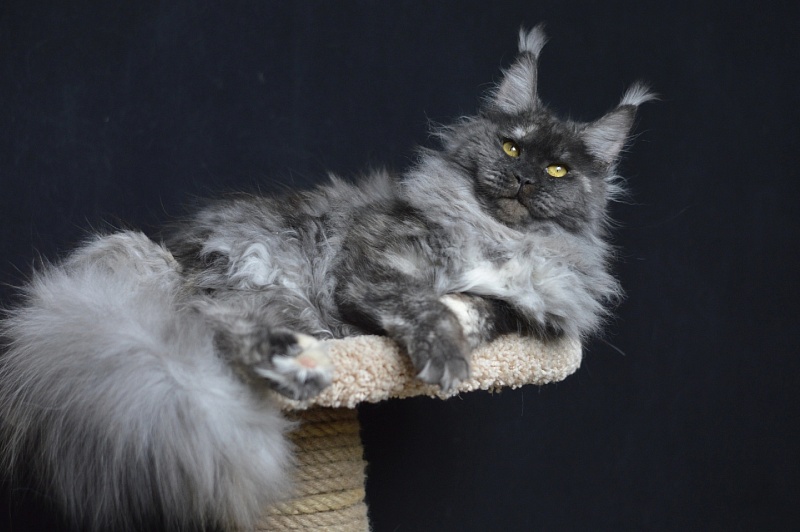 Eva Akbars - Adult maine-coon 11 months 3.5 weeks