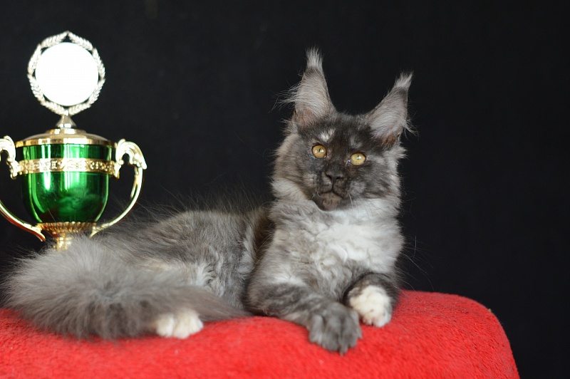 Eva Akbars - Kitten maine-coon 3 months 0.5 weeks
