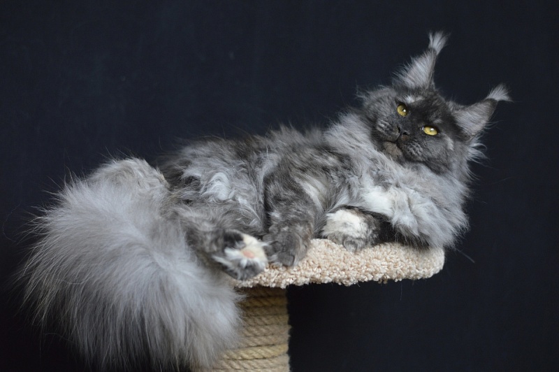 Eva Akbars - Adult maine-coon 11 months 3.5 weeks