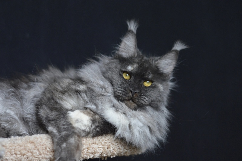 Eva Akbars - Adult maine-coon 11 months 3.5 weeks