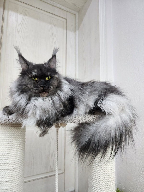 Eva Akbars - Adult maine-coon 2.5 years 4 weeks