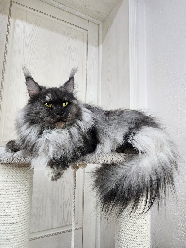 Eva Akbars - Adult maine-coon 2.5 years 4 weeks