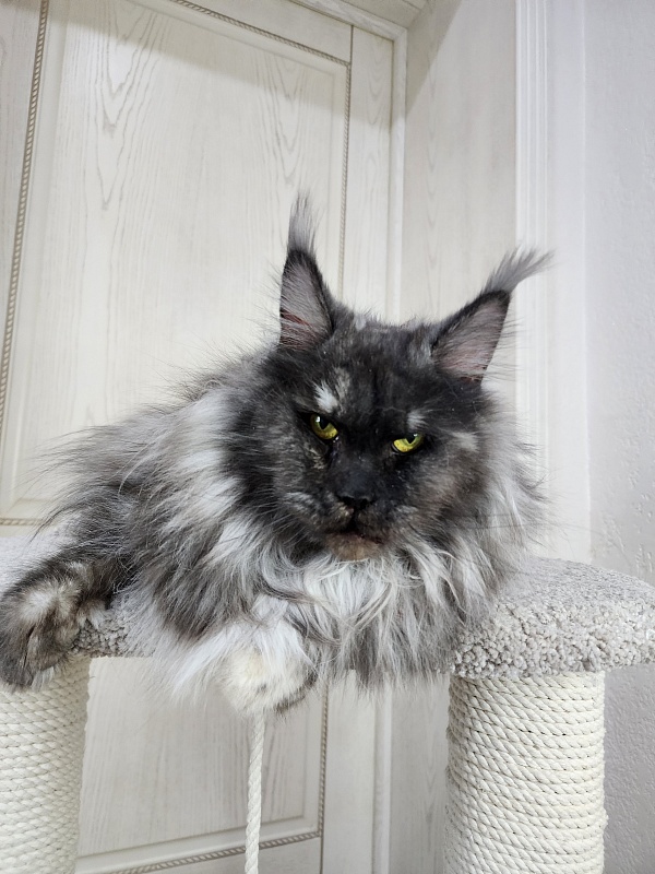 Eva Akbars - Adult maine-coon 2.5 years 4 weeks