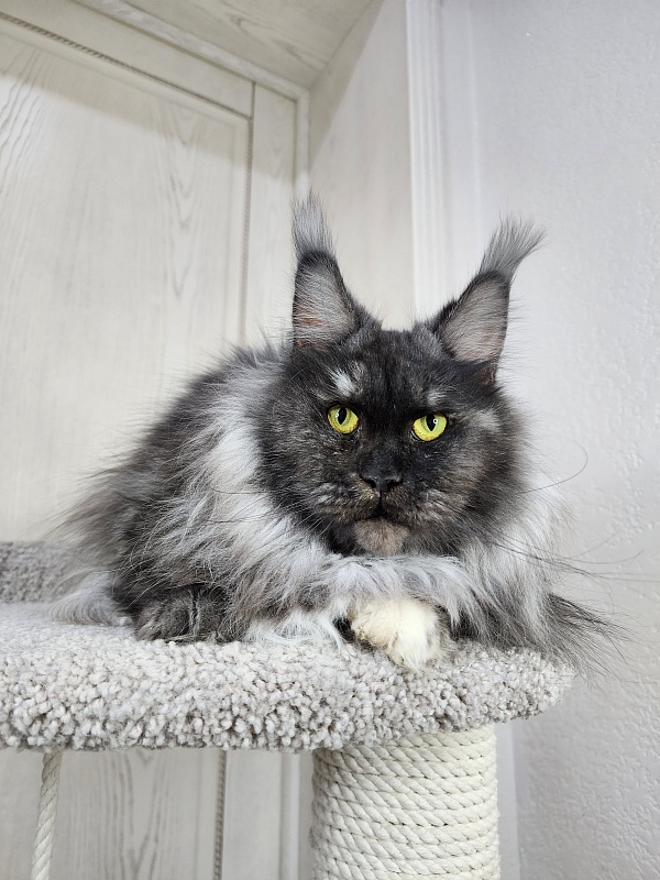 Eva Akbars - Adult maine-coon 2.5 years 4 weeks