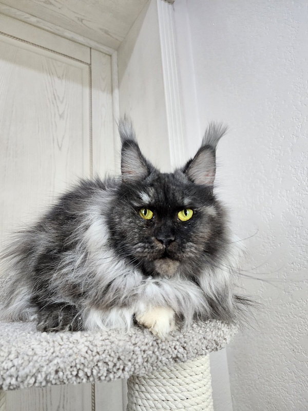 Eva Akbars - Adult maine-coon 2.5 years 4 weeks