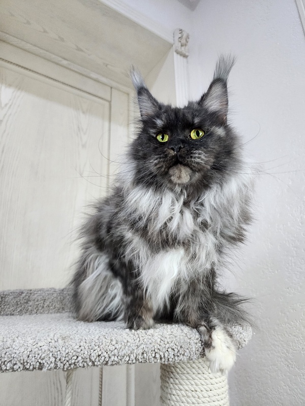 Eva Akbars - Adult maine-coon 2.5 years 4 weeks