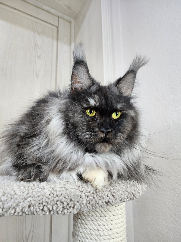 Eva Akbars - Adult maine-coon 2.5 years 4 weeks