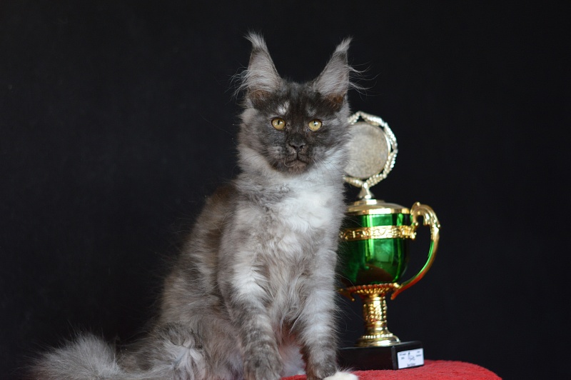 Eva Akbars - Kitten maine-coon 3 months 0.5 weeks