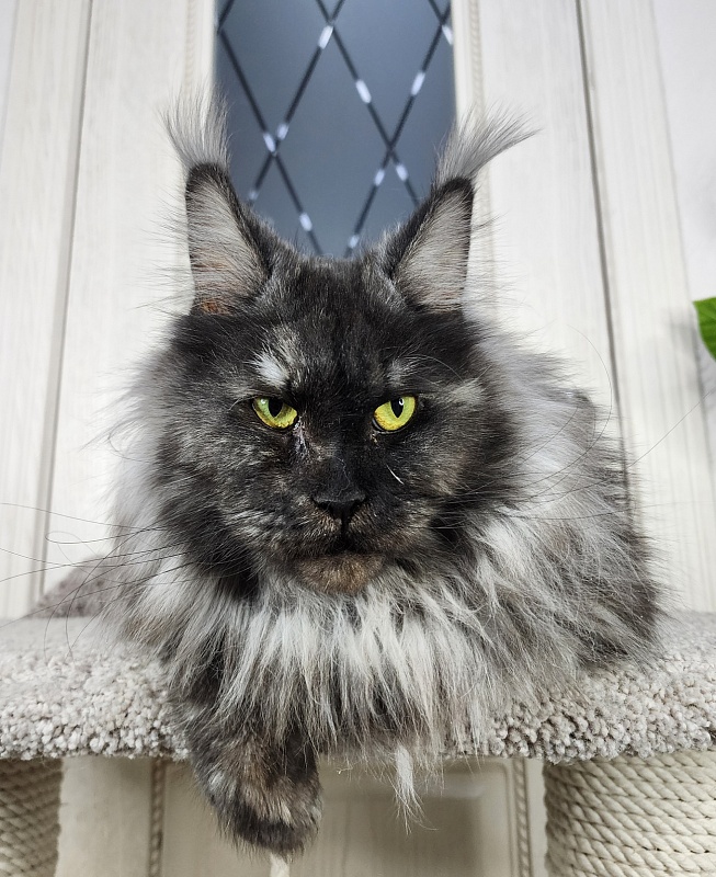 Eva Akbars - Adult maine-coon 2 years 7 months 0.5 weeks