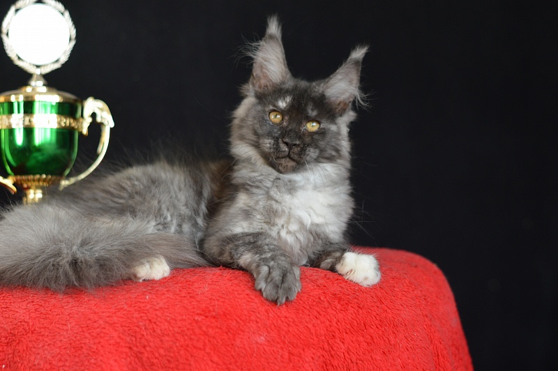 Eva Akbars - Kitten maine-coon 3 months 0.5 weeks