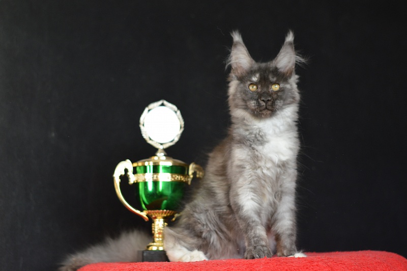 Eva Akbars - Kitten maine-coon 3 months 0.5 weeks