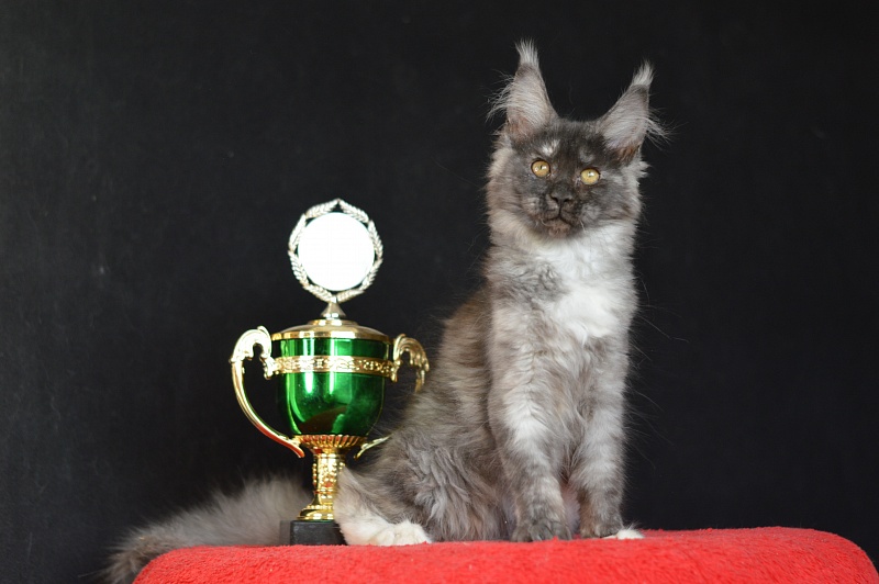 Eva Akbars - Kitten maine-coon 3 months 0.5 weeks