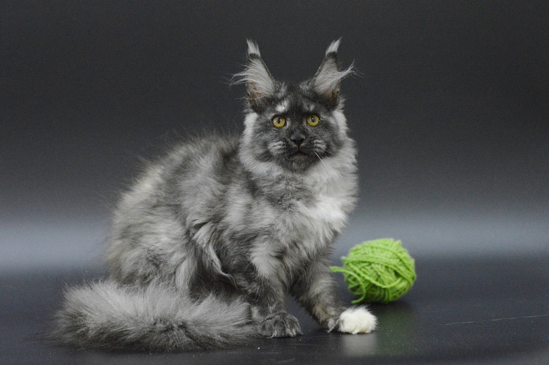 Eva Akbars - Kitten maine-coon 3 months 4 weeks