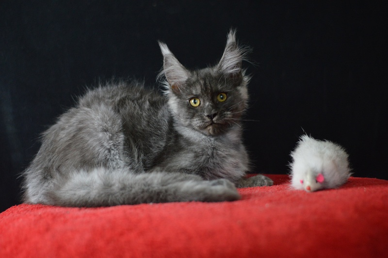 Excel Akbars - Kitten maine-coon 3 months 1.5 week