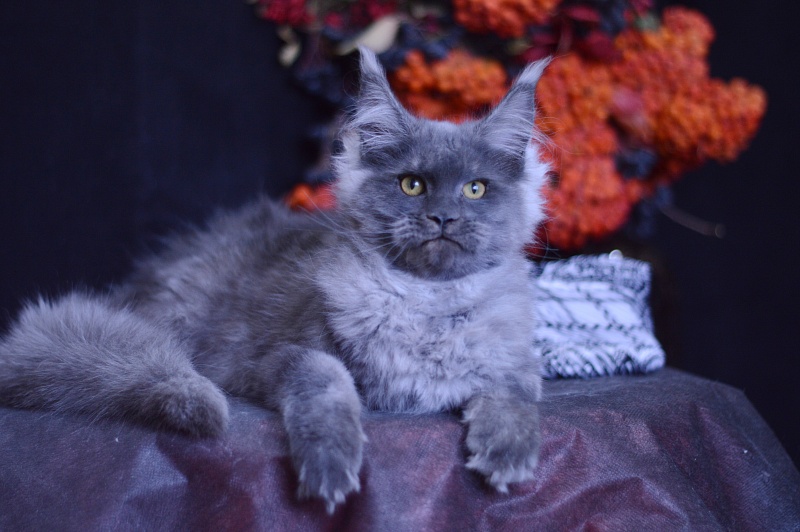 Excel Akbars - Kitten maine-coon 4 months 1 week