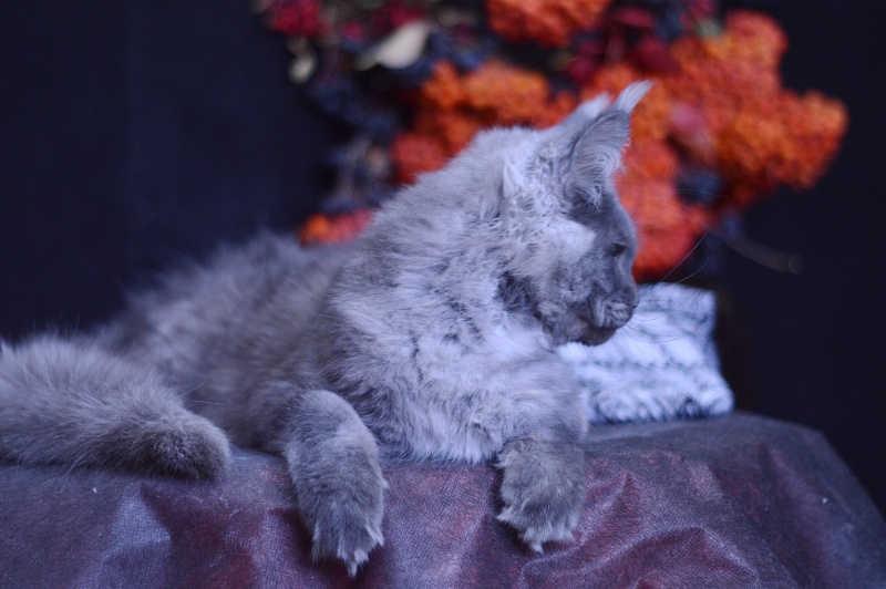 Excel Akbars - Kitten maine-coon 4 months 1 week