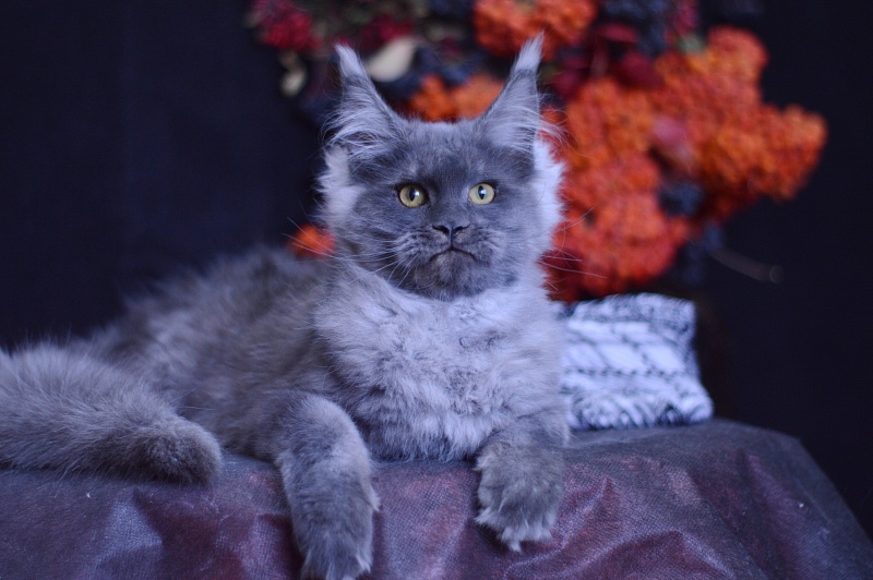 Excel Akbars - Kitten maine-coon 4 months 1 week