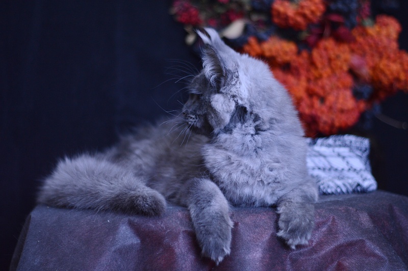 Excel Akbars - Kitten maine-coon 4 months 1 week