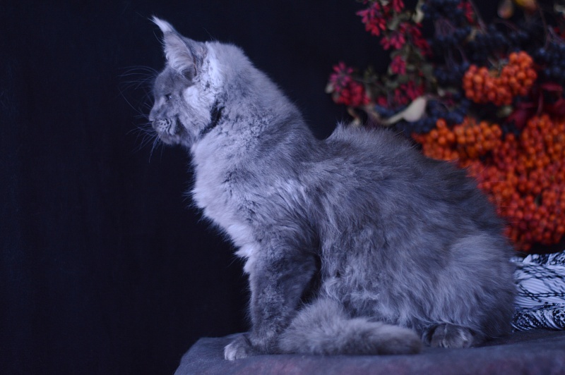 Excel Akbars - Kitten maine-coon 4 months 1 week