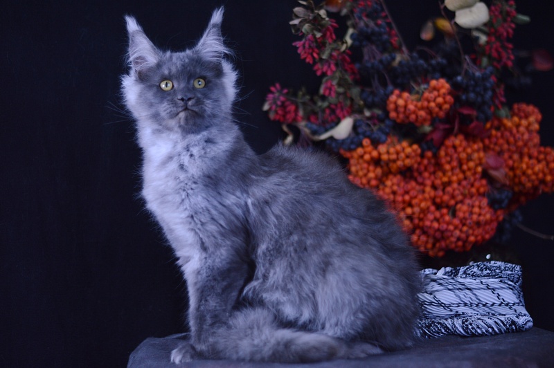 Excel Akbars - Kitten maine-coon 4 months 1 week