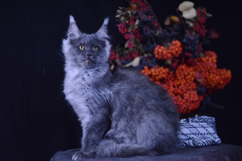 Excel Akbars - Kitten maine-coon 4 months 1 week