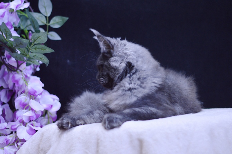 Excel Akbars - Kitten maine-coon 5 months