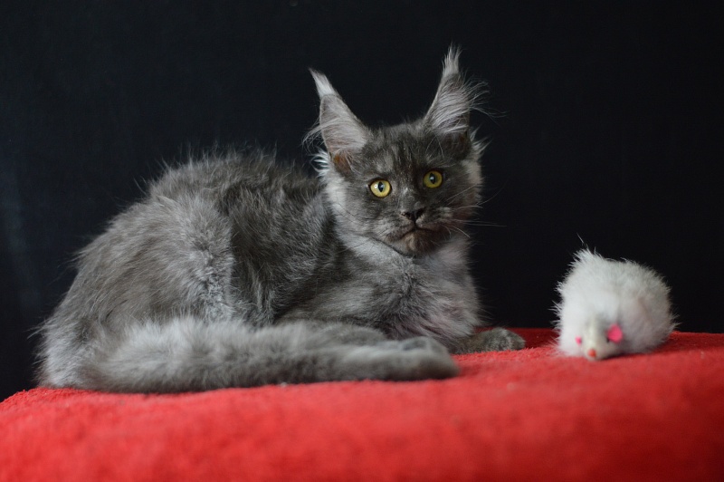 Excel Akbars - Kitten maine-coon 3 months 1.5 week