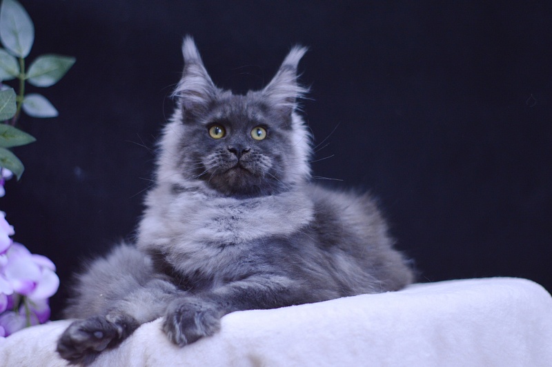 Excel Akbars - Kitten maine-coon 5 months