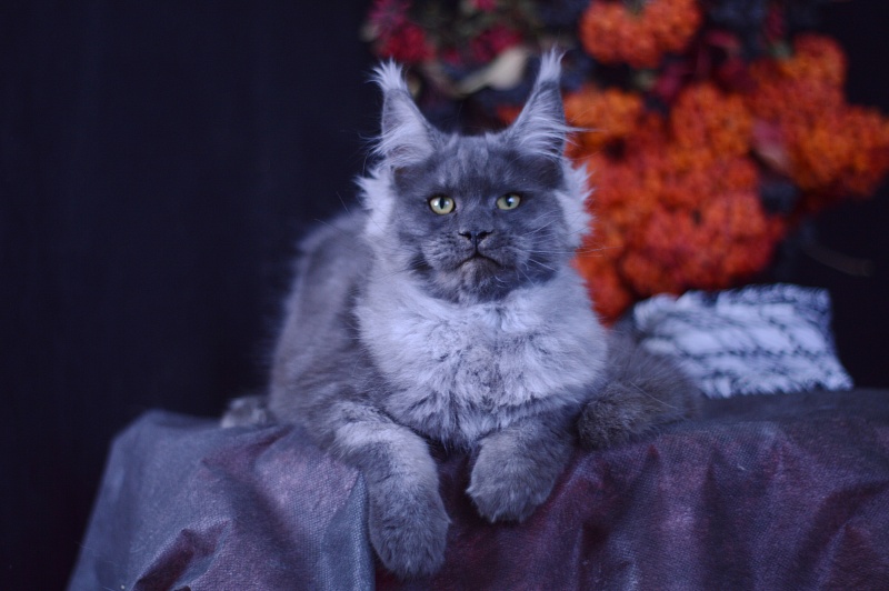 Excel Akbars - Kitten maine-coon 4 months 1 week