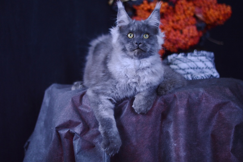 Excel Akbars - Kitten maine-coon 4 months 1 week