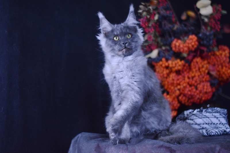 Excel Akbars - Kitten maine-coon 4 months 1 week