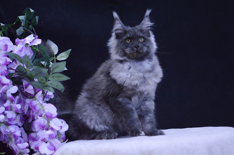Excel Akbars - Kitten maine-coon 5 months