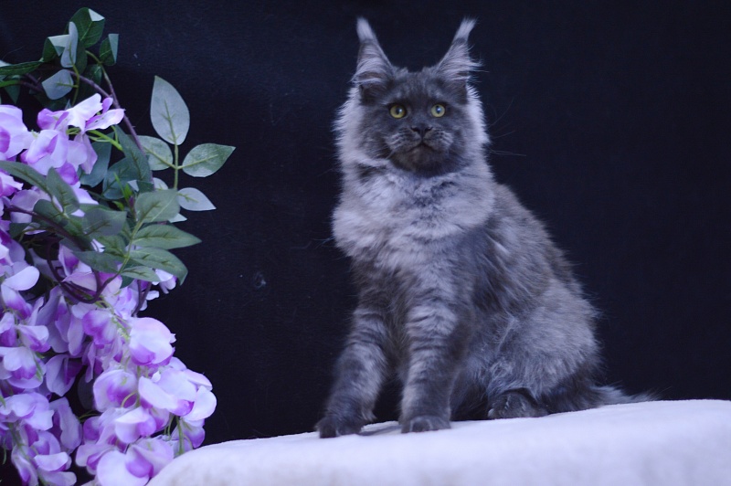 Excel Akbars - Kitten maine-coon 5 months